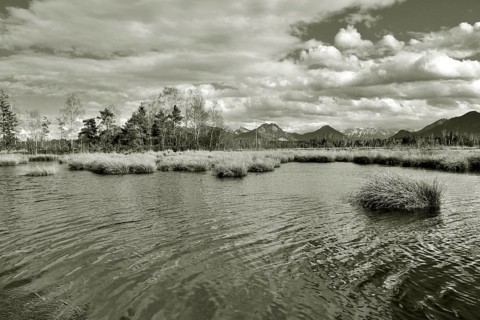 Water surface rippled by wind on pond in moor landscape