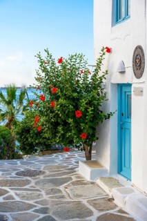 Cycladic house with blue door and blooming flowers