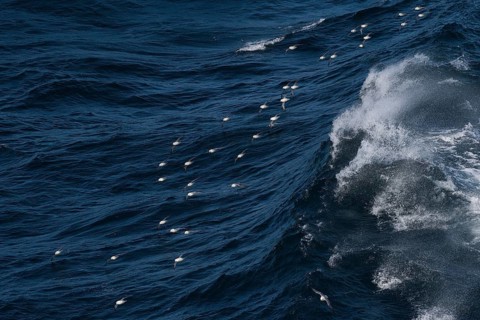 Northern fulmars (Fulmarus glacialis) in flight