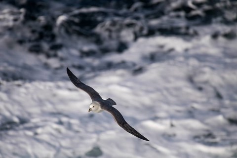 Northern fulmar (Fulmarus glacialis) in flight