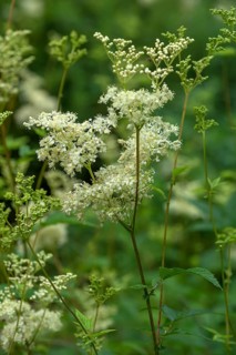 Meadowsweet (Filipendula ulmaria)