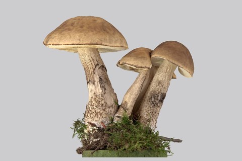 Leccinum griseum (Leccinellum carpini)