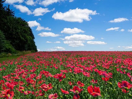 Poppy field