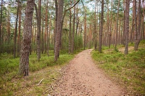 Trail going throug European red pine (Pinus sylvestris)