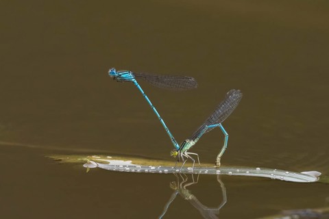 Azure damselflies (Coenagrion puella) laying eggs