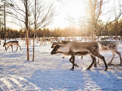 Reindeer (Rangifer tarandus) in the snow with sun