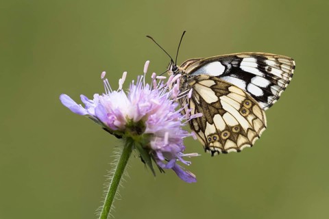 Marbled white (Melanargia galathea) on Field scabious (Knautia arvensis)