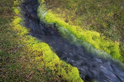Green aquatic moss (Fontinalis antipyretica)