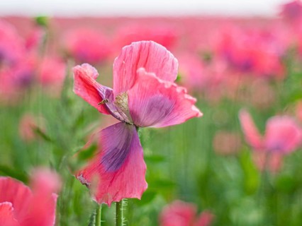 Poppy blossom