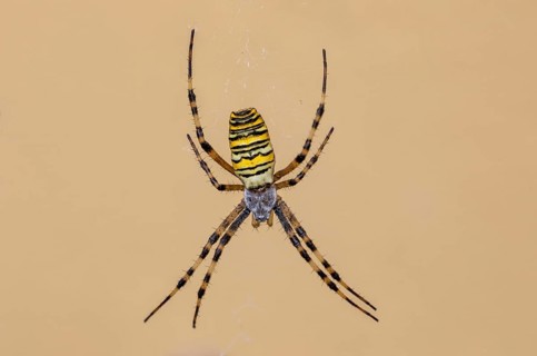Wasp spider (Argiope bruennichi) in the garden