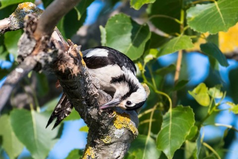 Syrian woodpecker (Dendrocopos syriacus)