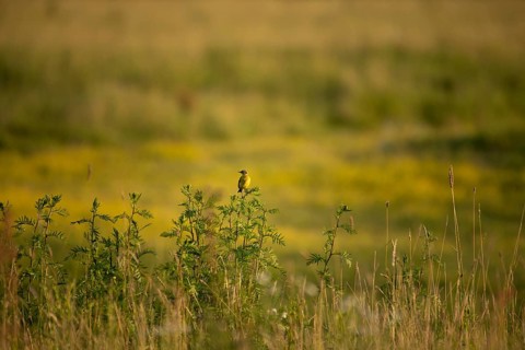 Meadow Wagtail (Motacilla flava)