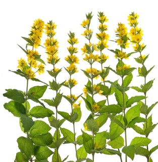 Yellow loosestrife (Lysimachia vulgaris) on white ground