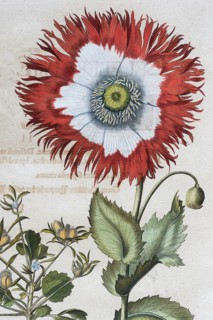 Poppy (Papaver)