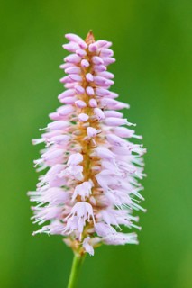 Common bistort or European bistort (Bistorta officinalis) blooming on a medaow