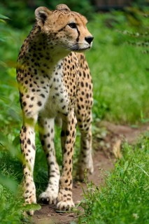 Sudan cheetah (Acinonyx jubatus soemmeringii)