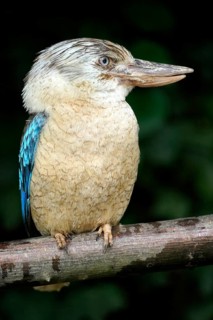 Blue-winged Kookaburra (Dacelo leachii) Blue-winged Kookaburra