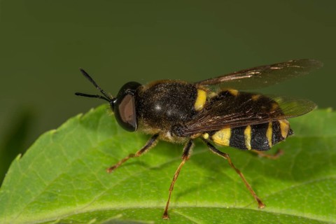 Weapon fly Stratiomys chamaeleon (Stratiomys chamaeleon) on a leaf