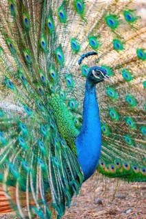 Peacock Indian peafowl (Pavo cristatus) beats wheel