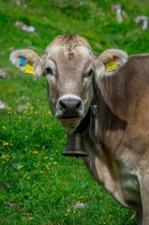 Tyrolean grey cattle on a pasture