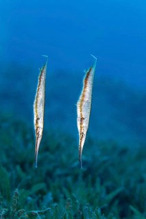 Aeoliscus punctulatus (Aeoliscus punctulatus) swimming over seagrass beds