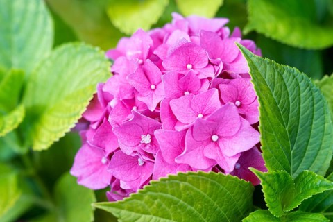 Hydrangea (Hydrangea) macrophylla