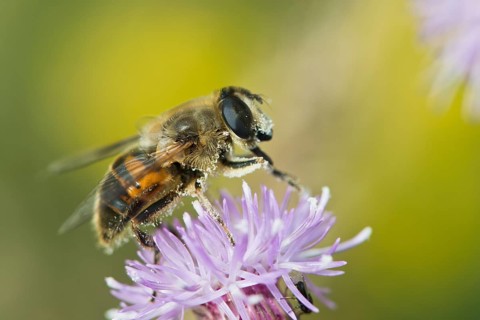 Dronefly (Eristalis tenax)