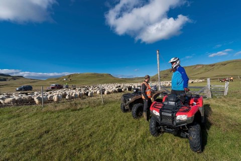Domestic sheep (Ovis aries)