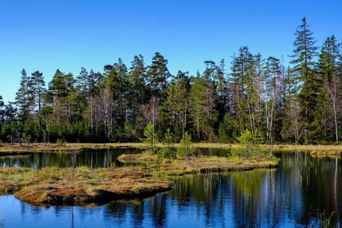 Wildsee