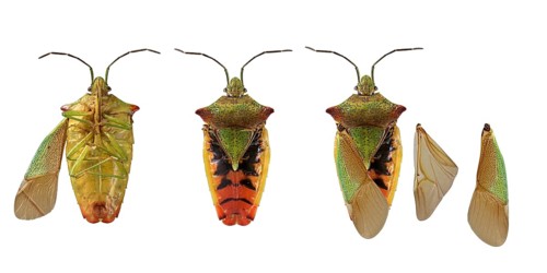 Hawthorn shield bug (Acanthosoma haemorrhoidale)