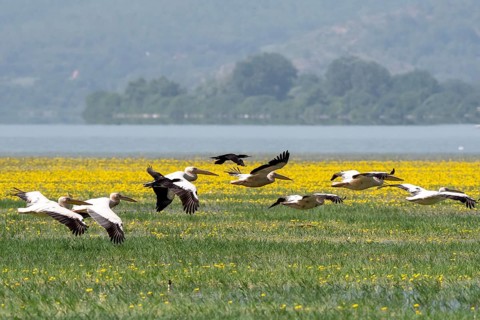 Flying Dalmatian pelicans (Pelecanus crispus) at Lake Kerkini with yellow flowers in the background
