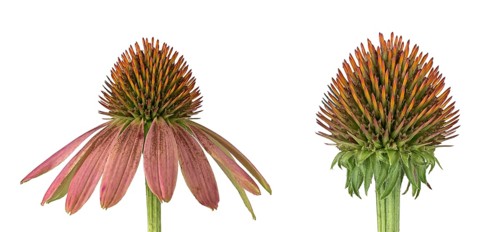Red coneflower (coneflower (Echinacea)