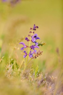 Meadow clary (Salvia pratensis) blooming in a meadow
