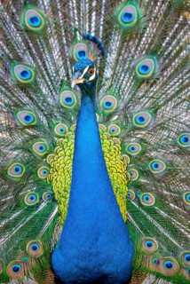 Peacock Indian peafowl (Pavo cristatus) beats wheel