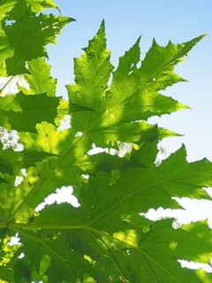 Giant hogweed (Heracleum mantegazzianum)