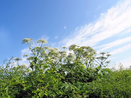 Giant hogweed (Heracleum mantegazzianum)