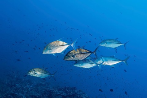 Shoal of bluefin trevallies (Caranx melampygus) chasing small fish over coral reef
