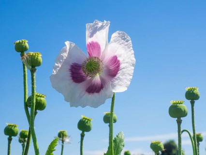 Poppy blossom
