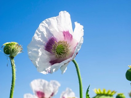 Poppy blossom