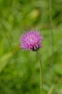 Greater Knapweed (Centaurea scabiosa) Buete
