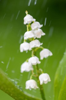 Lily of the valley (Convallaria majalis) in the rain