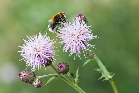 White-tailed Bumblebee (Bombus lucorum)