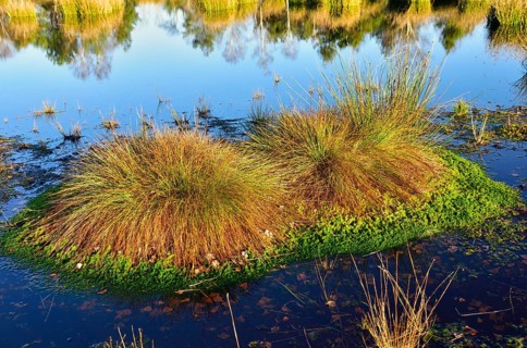 Common pond-nymph Common Club-rush (Schoenoplectus lacustris) with peat moss (Sphagnum) ingrown in bog pond