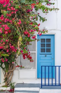 Flowering bougainvillea