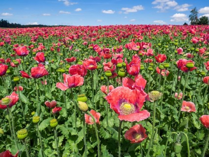 Poppy field