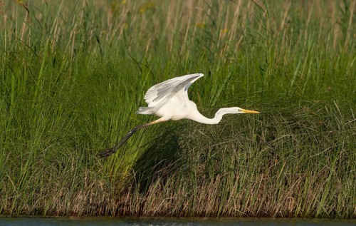 Great egret (Ardea alba)