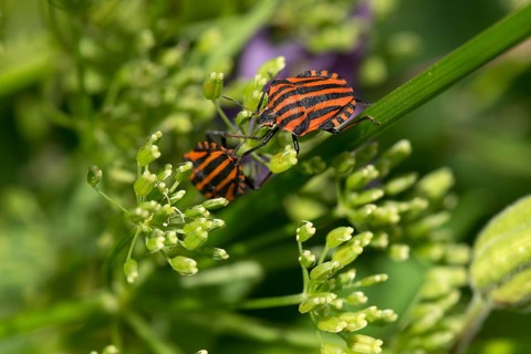 Italian striped-bug (Graphosoma italicum) on a goutweed flower Ground elder (Aegopodium podagraria)