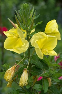 Flowers of a common evening primrose (Oenothera biennis)
