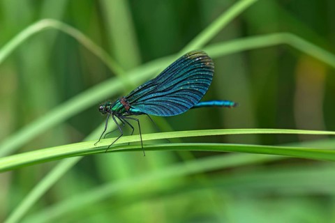 Banded damselfly Banded demoiselle (Calopteryx splendens)