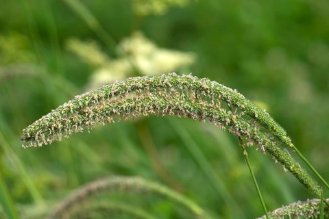 Seed stand of Meadow foxtail (Alopecurus pratensis)